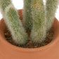 Atmosphera Kunstplant Alicante - Cactus met pot - Ø17x8cm - Groen