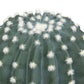 Atmosphera Kunstplant - Cactus met pot - Ø18cm - Groen