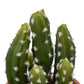 Atmosphera Plante Artificielle Alicante - Cactus avec pot - Ø17x8cm - Vert