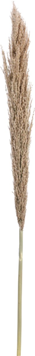 Pampas - Pampasgras - Pampaspluim - Droog Gras - 135-150cm - Natural - Bloemen