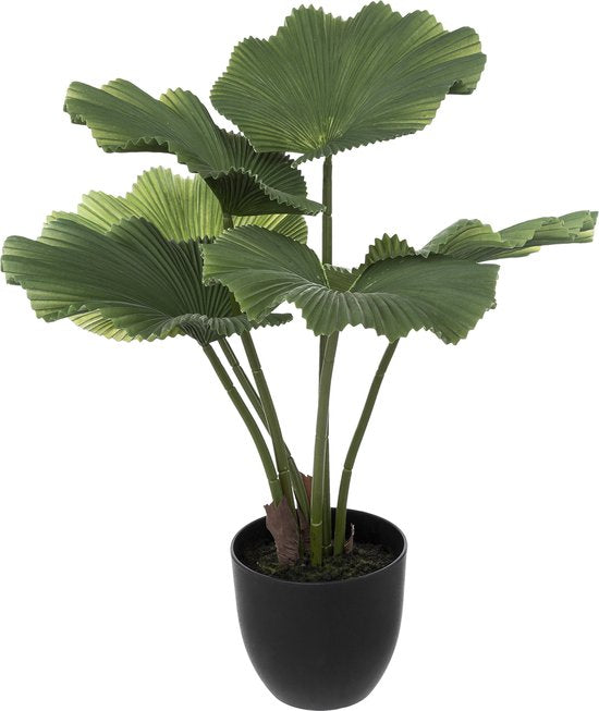 Kunstlicuala 65 cm | ficus Kunstplant | Kunstplanten voor Binnen |