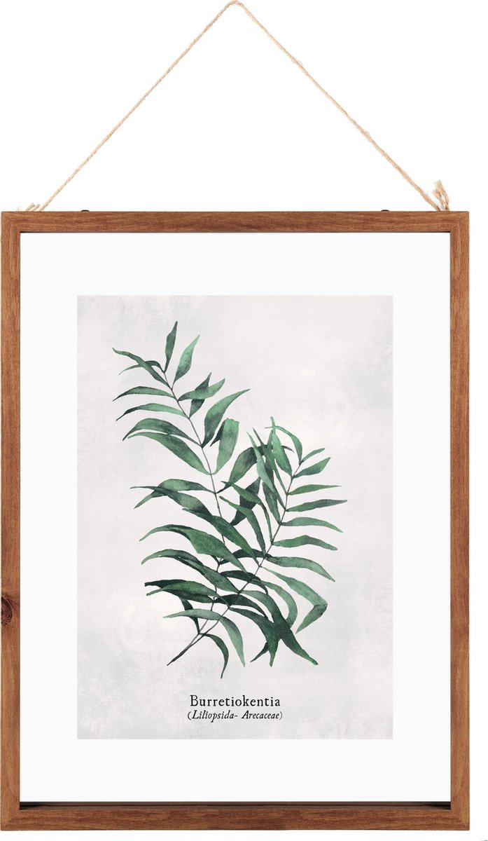 Glass Frame With Botanical Illustration Burret - Poster Plant - Print Drawing with Frame - 38x48 cm