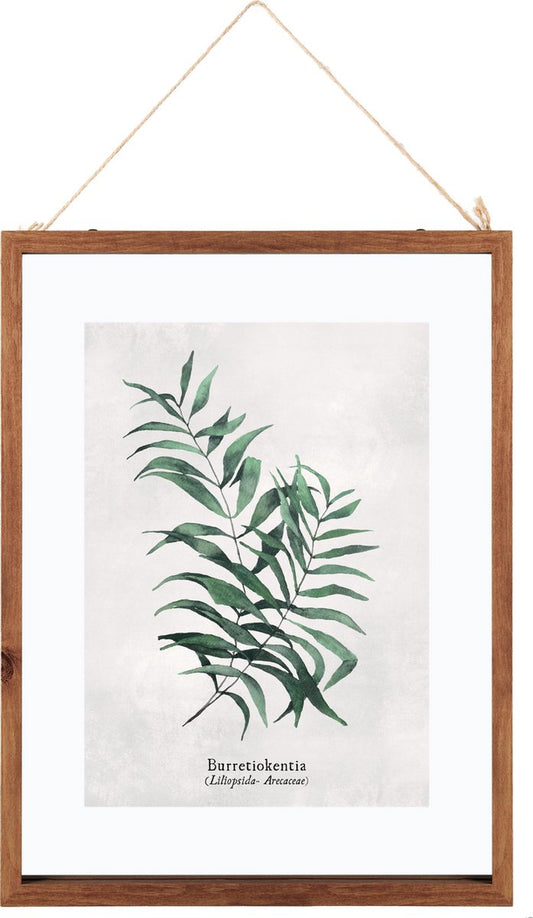 Glass Frame With Botanical Illustration Burret - Poster Plant - Print Drawing with Frame - 38x48 cm