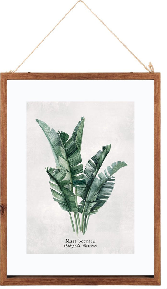 Glass Frame With Botanical Illustration Musa - Poster Plant - Print Drawing with Frame - 38x48 cm