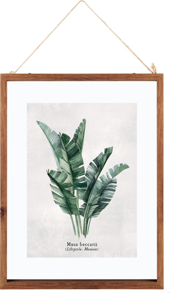 Botanical Poster Set of 3 With Frames - Vegetables Plants Print - With Passe Partout - 38x48