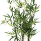 Bamboeplant - (H)70 cm - Incl. zwarte pot