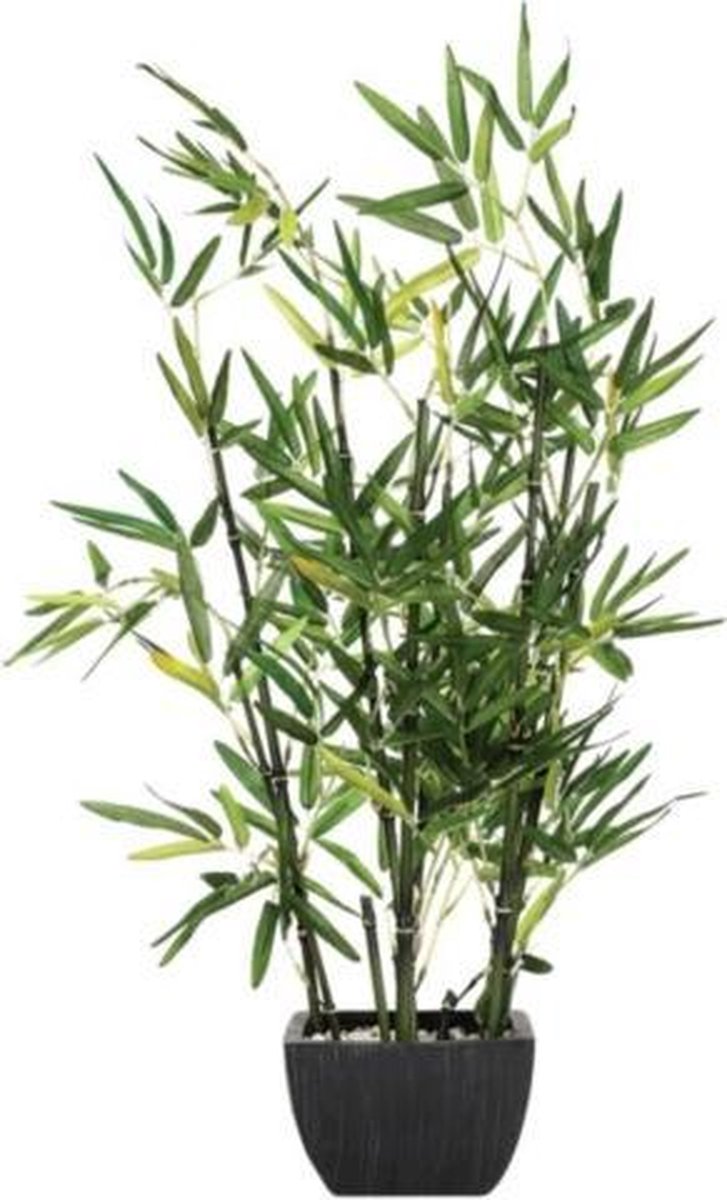 Bamboeplant - (H)70 cm - Incl. zwarte pot
