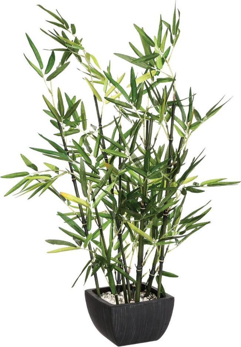 Bamboo plant - (H)70 cm - Incl. black pot