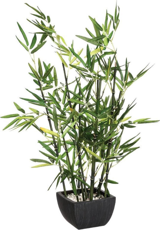 Bamboeplant - (H)70 cm - Incl. zwarte pot