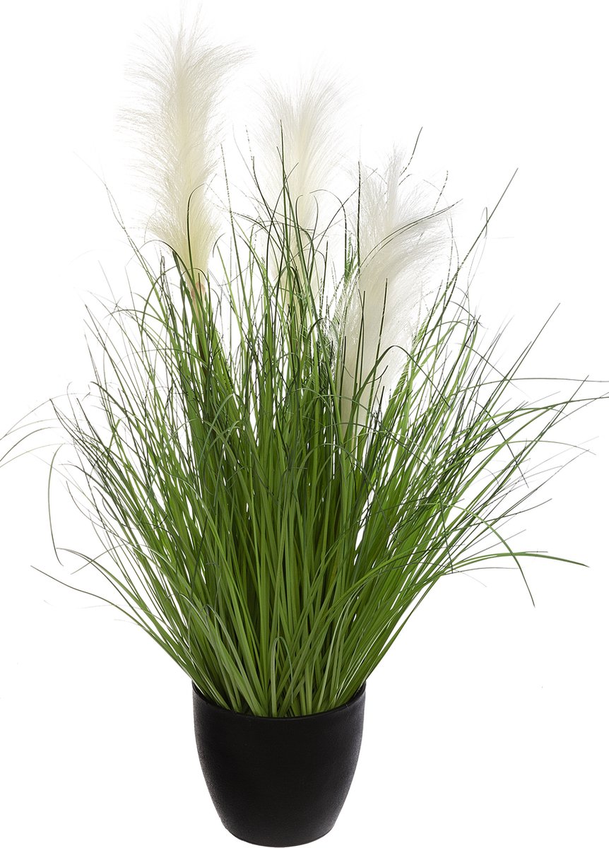siergras met pluimen - plant - groen/Wit in zwarte pot - 70cm Hoog